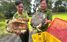 Thả mèo cá, càng đước, trăn và nhiều chim cu đất về Vườn quốc gia U Minh Thượng