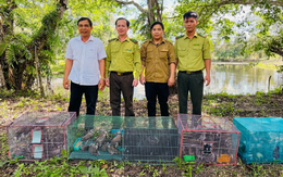 500 chim cu đất bị buôn bán trái phép được thả về rừng U Minh Thượng