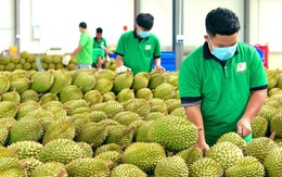 Đại sứ Hà Vĩ nói về hợp tác nông nghiệp giữa Trung Quốc và Việt Nam