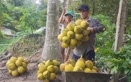 Nhiều loại trái cây ở miền Tây giảm giá mạnh, nhà vườn buồn hiu
