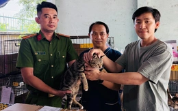 Dùng AI tìm chủ cho hàng trăm con mèo được Công an TP.HCM giải cứu