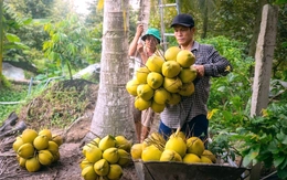 Nhiều loại trái cây ở miền Tây giảm giá mạnh, nhà vườn buồn hiu