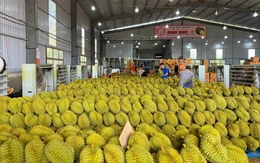 Gỡ 'nút thắt' logistics cho sầu riêng
