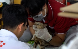 TP.HCM ứng dụng AI hỗ trợ trao trả mèo được công an giải cứu cho chủ nuôi