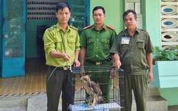 Bắt được chim đang bắt gà, người dân giao nộp mới biết diều núi quý hiếm