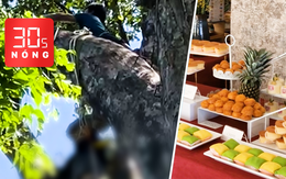 Bản tin 30s Nóng: Người đàn ông đi lấy mật ong bị chết trên cây; Khai mạc Tuần lễ buffet sầu riêng