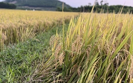 Nông nghiệp bền vững