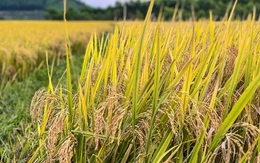 Nông nghiệp bền vững