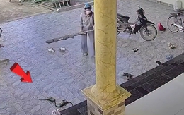 Pha bắt rắn siêu cồng kềnh