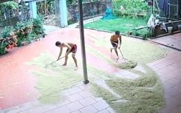 Cào lúa chạy mưa vừa xong thì trời nắng to
