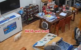 Cậu chủ mừng như bắt được vàng khi thấy chó cưng 'mất tích' trở về
