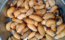 Vĩnh Long nghiêm cấm nuôi và phát tán đuông dừa trái phép