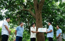 Đồng Tháp gắn tuổi cho 21 cây ăn trái, có cây xoài 60 tuổi