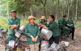 Dự án đầu tư khai thác cao su tại nước ngoài cho hiệu quả cao