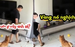 Chú chó ngơ ngác vì bị ông chủ đổ lỗi