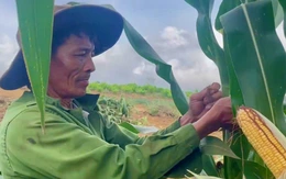 Trồng bắp sinh khối, nông dân lãi đậm