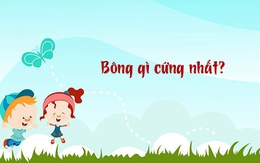 Bông gì cứng nhất?