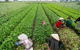 Việt Nam sắp có thêm tiêu chuẩn rau an toàn, nhưng không thay thế VietGAP