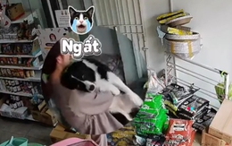 Chú chó ngất xỉu khi nghe 'trộm chó' rủ đi chơi