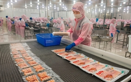 Giá tôm thẻ nguyên liệu ở miền Tây tiếp tục giảm sâu