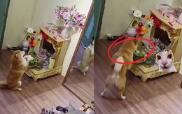 Gia chủ bất ngờ với hành động 'lạ' của chú chó cưng