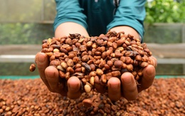 Thị trường TP.HCM ngày 11-7: Giá cà phê khép lại tuần giao dịch biến động bằng phiên giảm giá