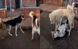 Chó 'đại ca' có màn dạy dỗ khiến đàn em sợ ra mặt