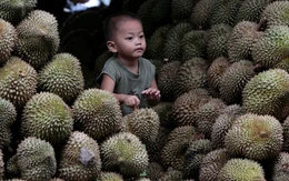 Bùng nổ 'tiệc sầu riêng' ở Malaysia vì được mùa nhưng mất giá