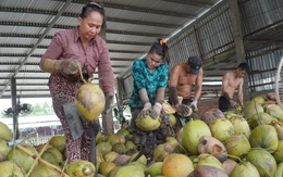 Giá dừa rớt, nông dân miền Tây than bán 1 trái chưa mua nổi ly trà đá