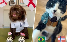 Dàn thú cưng 'tiên tri' gây sốt giữa mùa World Cup 2026