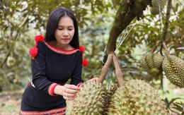 Vì sao chỉ 1/4 diện tích sầu riêng Tây Nguyên được cấp mã vùng trồng?