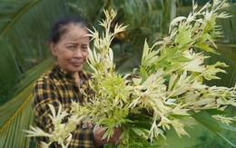 Rau màu, cây cỏ chuyển màu bạc, hồng bất thường: Bước đầu xác định do nguồn nước