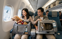 Thú cưng đi máy bay cùng chủ: Tốn 3,3 - 5 triệu đồng, có trường hợp phải mua thêm ghế