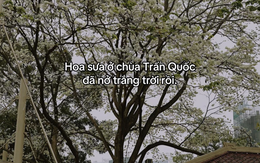 'Hoa sưa chùa Trấn Quốc nở trắng trời rồi' là gì mà thành mật mã tình yêu?