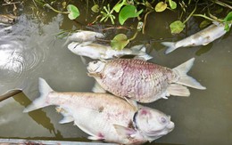 Hàng tấn cá chết trắng sông Lam, nhiều hộ phút chốc trắng tay