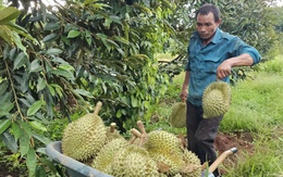 Giá sầu riêng giảm nhanh