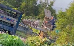 Khởi tố 6 người đưa hơn 250 tấn heo bệnh vào Quảng Trị tiêu thụ
