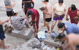 Góc nhìn trưa nay: Hai du khách bẻ hơn 10kg san hô ở biển Hòn Chồng bị phạt 50 triệu đồng