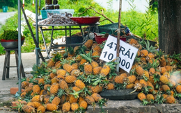 Giá khóm lên 11.000 đồng/kg nhưng sao vẫn có người treo bảng bán 6 trái khóm 10.000 đồng?