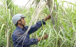 Vụ mía 'mắc kẹt' giữa đồng: Trễ hạn thu hoạch mà nhà máy chưa thu, cây mía nảy mầm