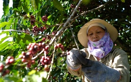 Đưa hạt Robusta Việt từ 'bán theo tấn 'sang 'bán theo ly'