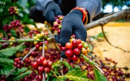 Để hạt Robusta Việt đi xa...