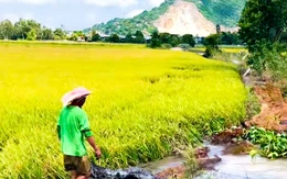 Hơn 1.000ha lúa hè thu 2026 ngoài đê ở An Giang có nguy cơ bị ngập nước