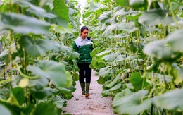 Đến 2030 TP.HCM có 10 vùng và 13 khu nông nghiệp công nghệ cao