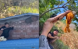 Những màn bắt ong đi vào lòng đất