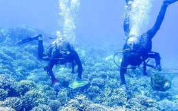 Khánh Hòa tăng cường bảo vệ san hô, xử lý nghiêm hành vi xâm hại hệ sinh thái biển