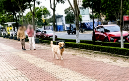 Phường ở Đà Nẵng lập tổ bắt chó thả rông, giao công an lập biên bản xử lý