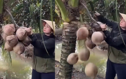 Màn chặt dừa nhàn nhất quả đất