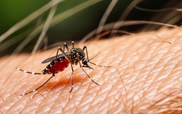Sốt xuất huyết Dengue: Thay đổi khó lường, lan rộng phức tạp