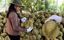 Sầu riêng Ri6 bán xô 25.000 - 30.000 đồng/kg, nhà vườn Lâm Đồng lo mất lãi